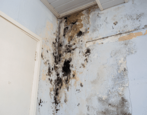 Mold removal near me – certified technician inspecting wall mold